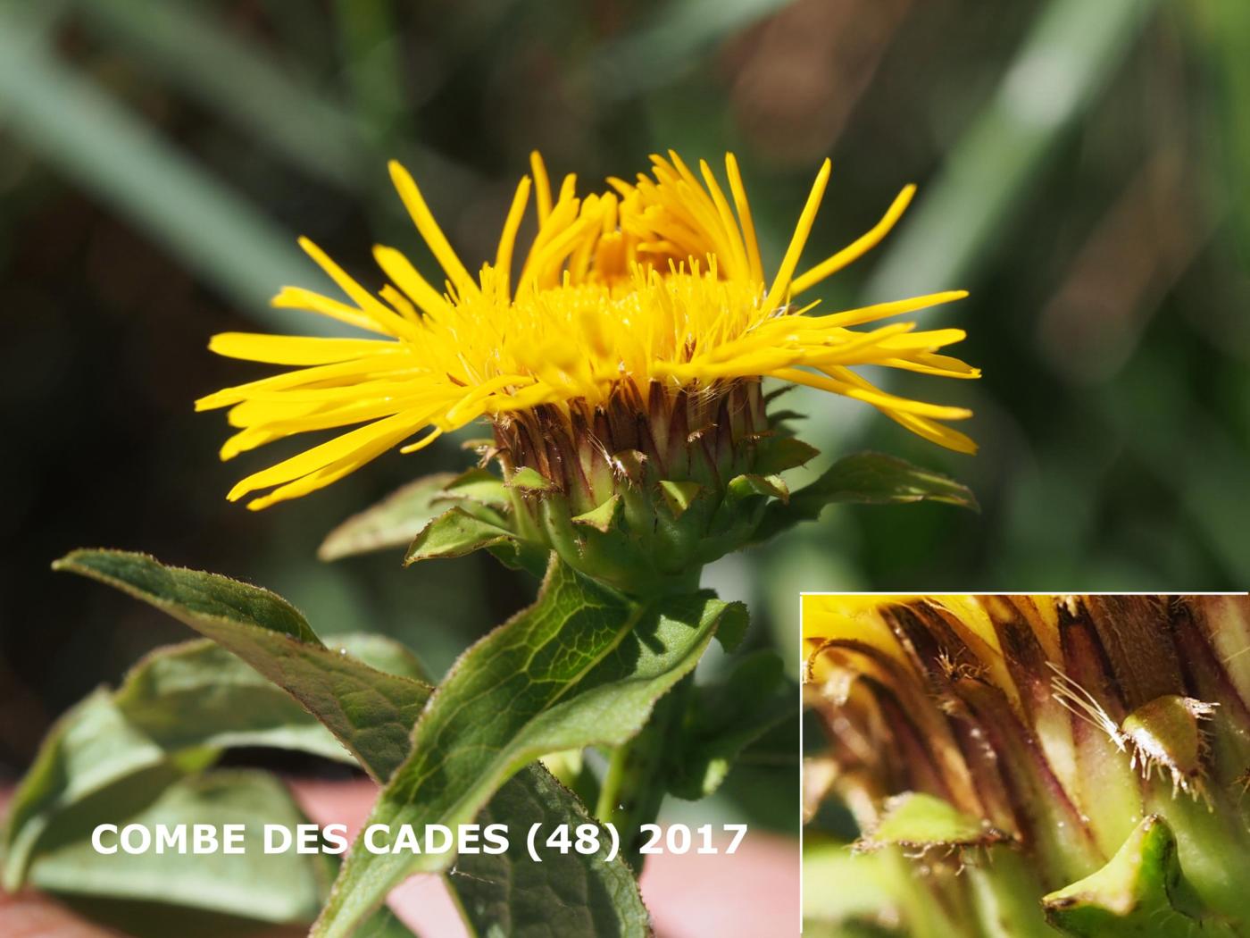 Fleabane, Irish flower